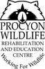 Procyon Wildlife logo