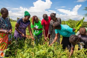 A group of volunteers and local community members in an east african village learning about sustainable agriculture in a field