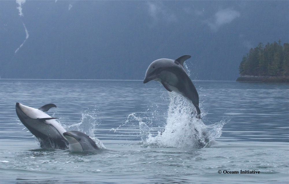 3-dolphins