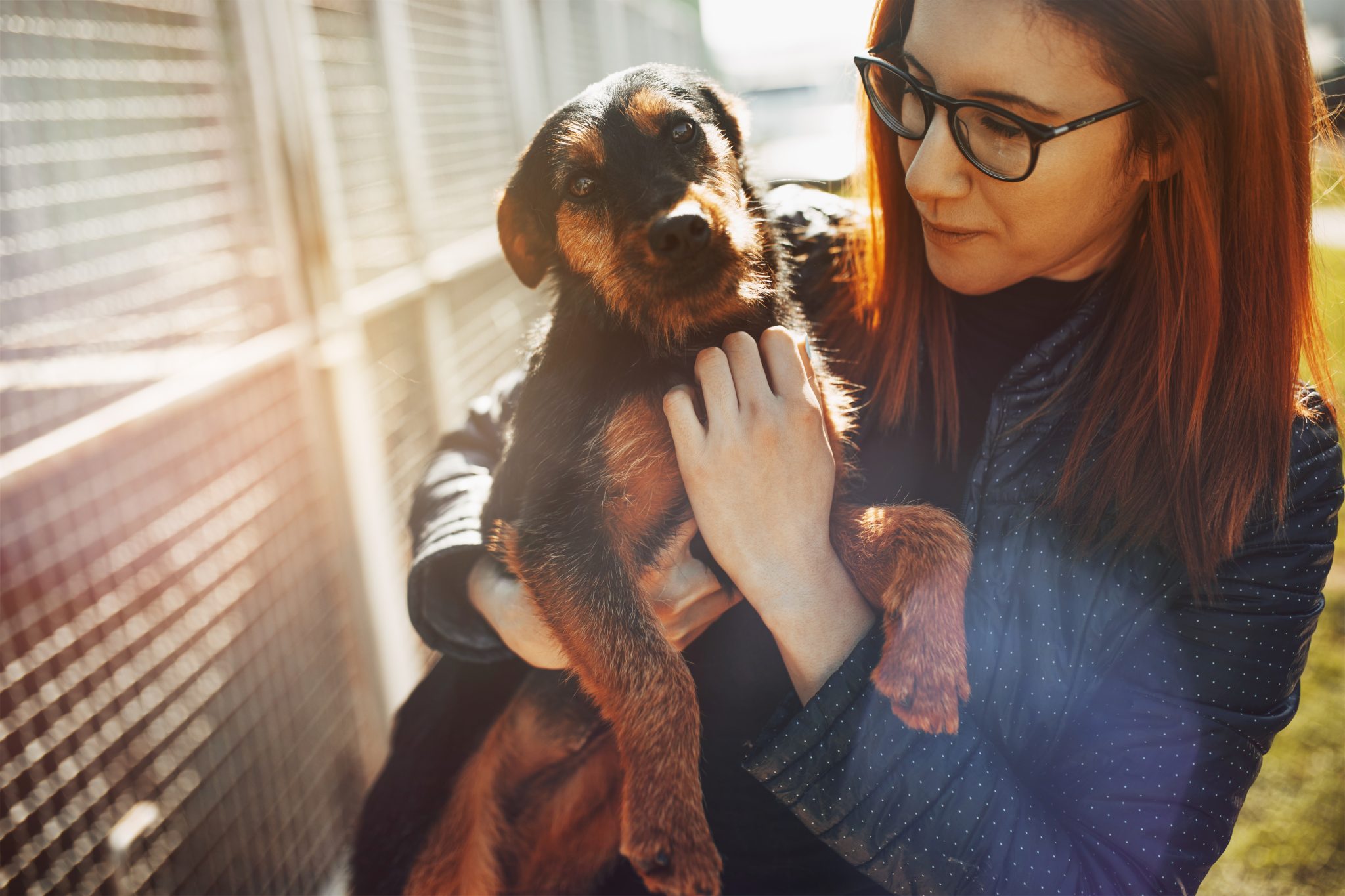 How Animal Welfare Charities Across Canada are Making a Difference ...