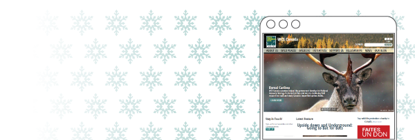 Snowflakes-and-Donate-Now-Button-Email-Banner