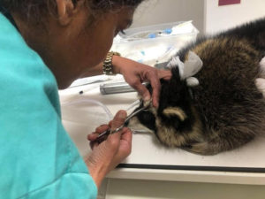 A veterinarian putting stitches into the injured head of a raccoon 