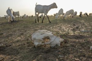 image of an animal skull in an area impacted by drought in kenya