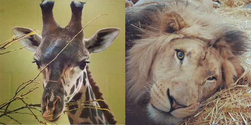 Zoo-lion-giraffe-instagram