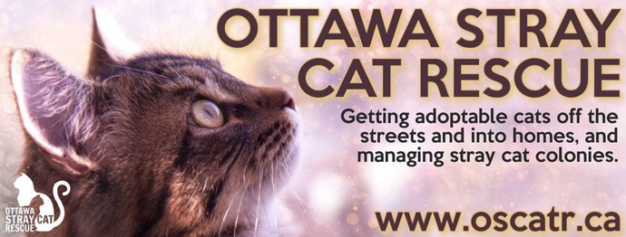 Ottawa Kitten Rescue