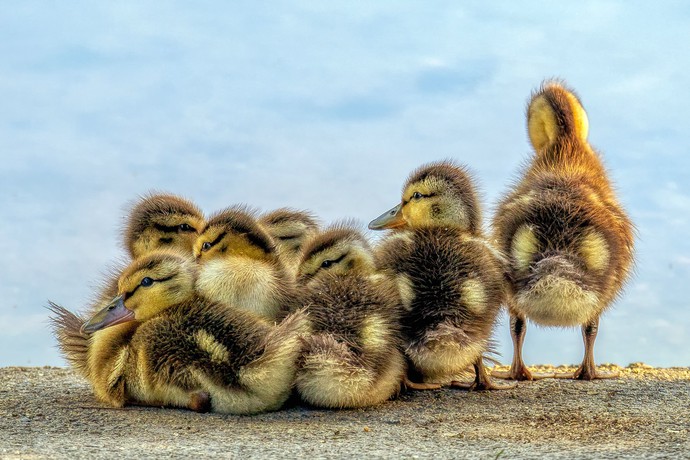Ducks Unlimited Canada, Charity Profile, Donate Online