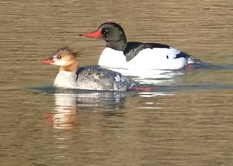 The 2024 Birds Canada Birdathon® Cyndi Smith Bow Valley Birdathon